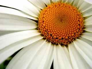 Small Daisy