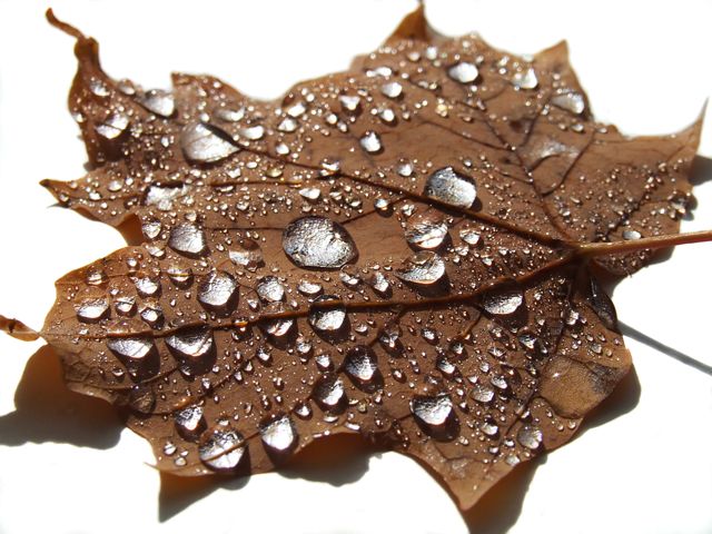 Rain-Leaf small