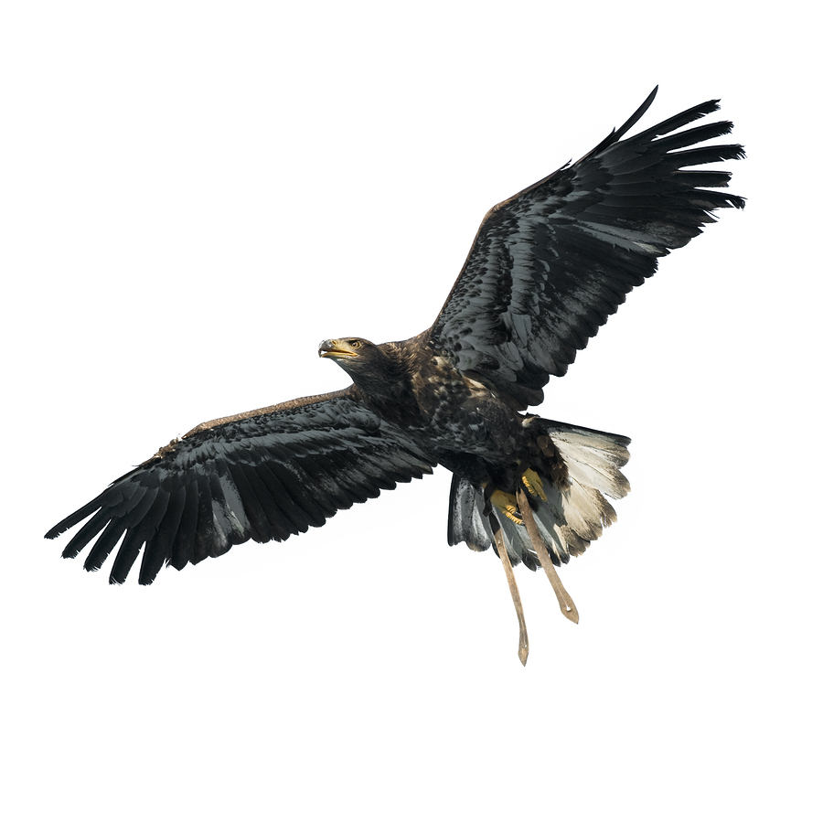 Harris's Hawk image courtesy of Eric Isselée @ Big Stock