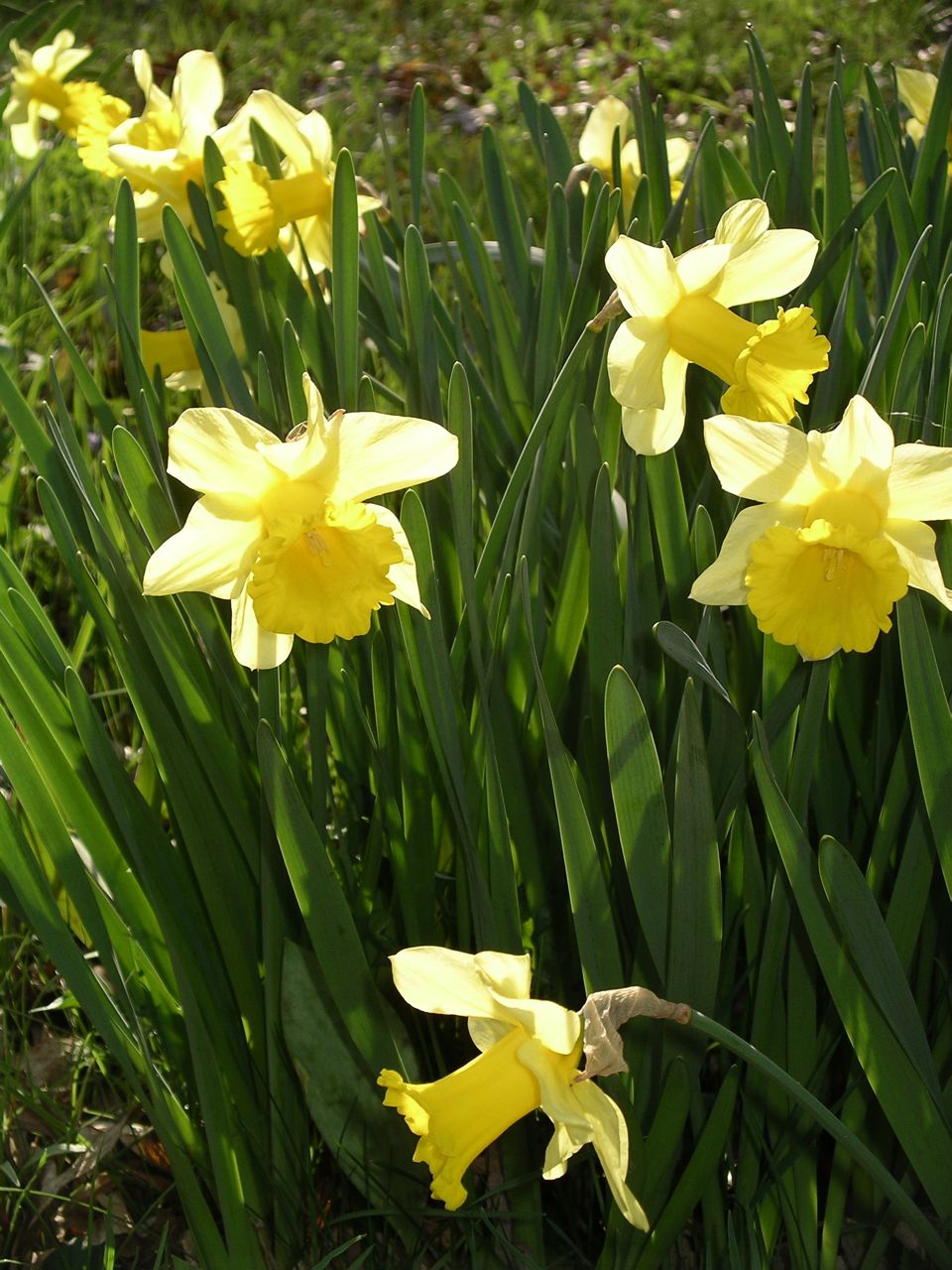 Daffodils-Close up