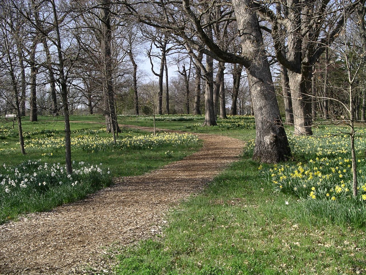 Path with Daffodils